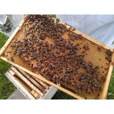 Introduction to bee keeping - Saturday 5th July 2025, 1-3pm